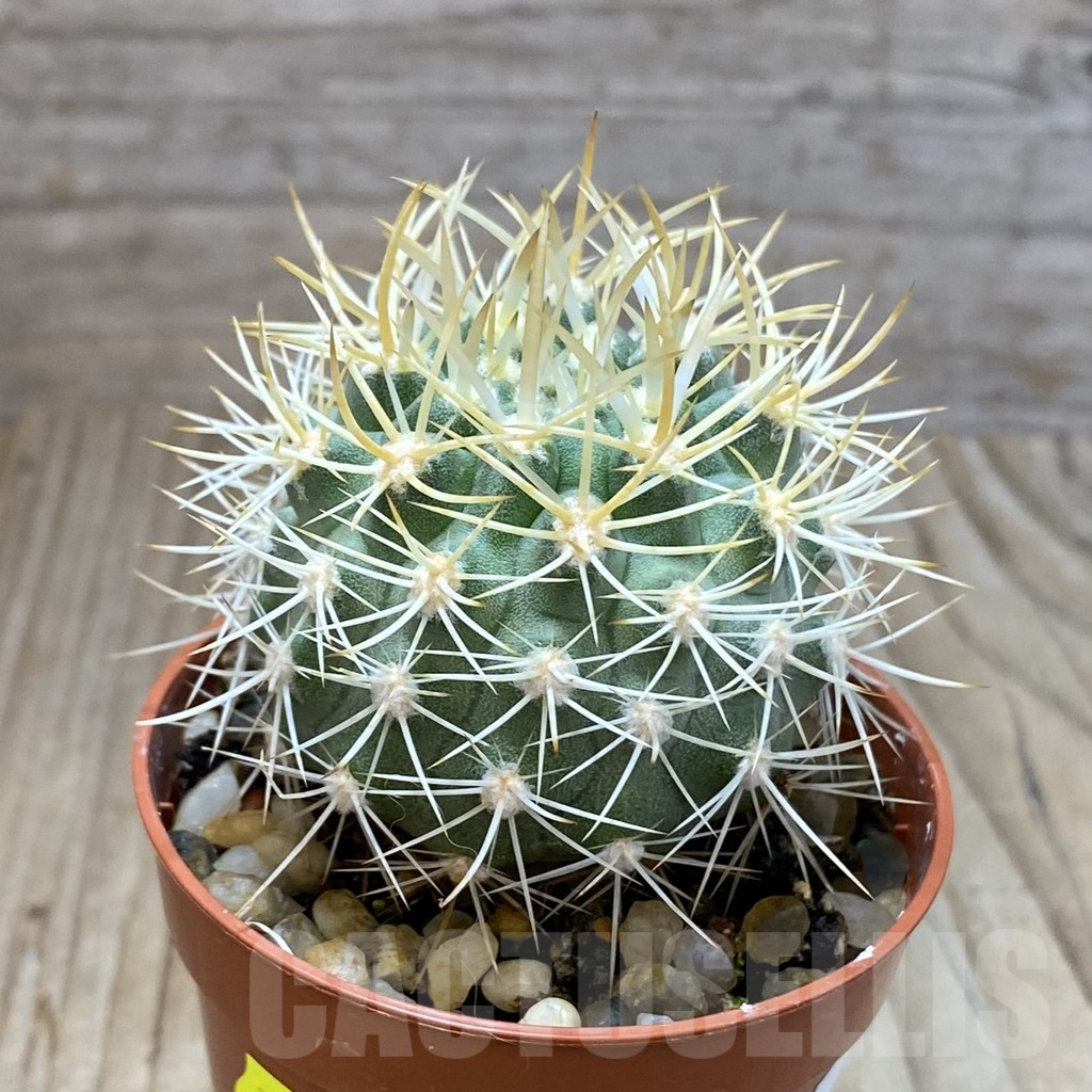 SH5187 Pyrrhocactus eriosyzoides seedling, grafted - immagine 2