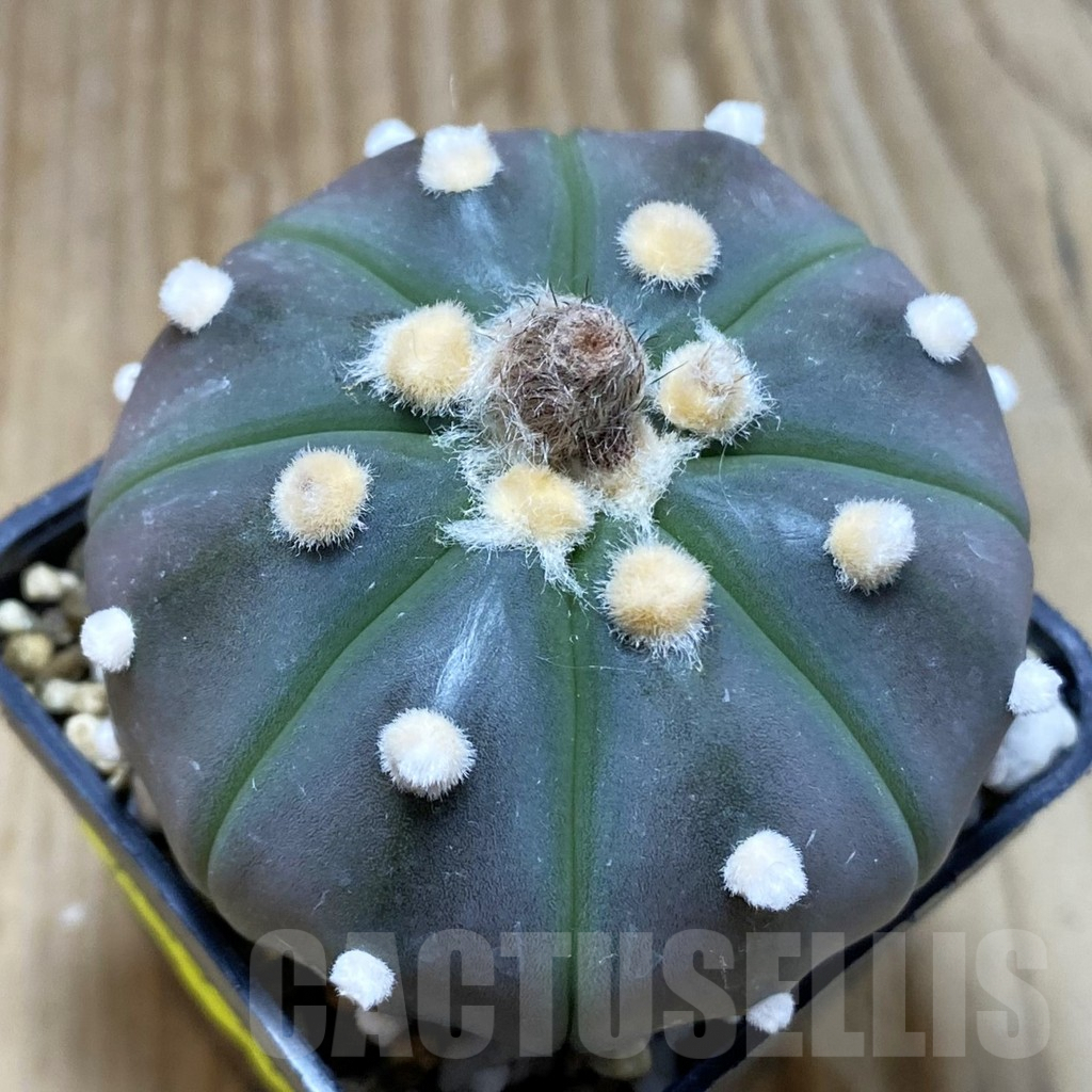 SH5204 Astrophytum asterias ‘Purple Skin’