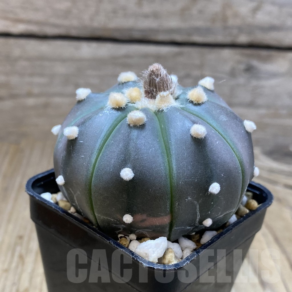 SH5204 Astrophytum asterias ‘Purple Skin’ - Image 2