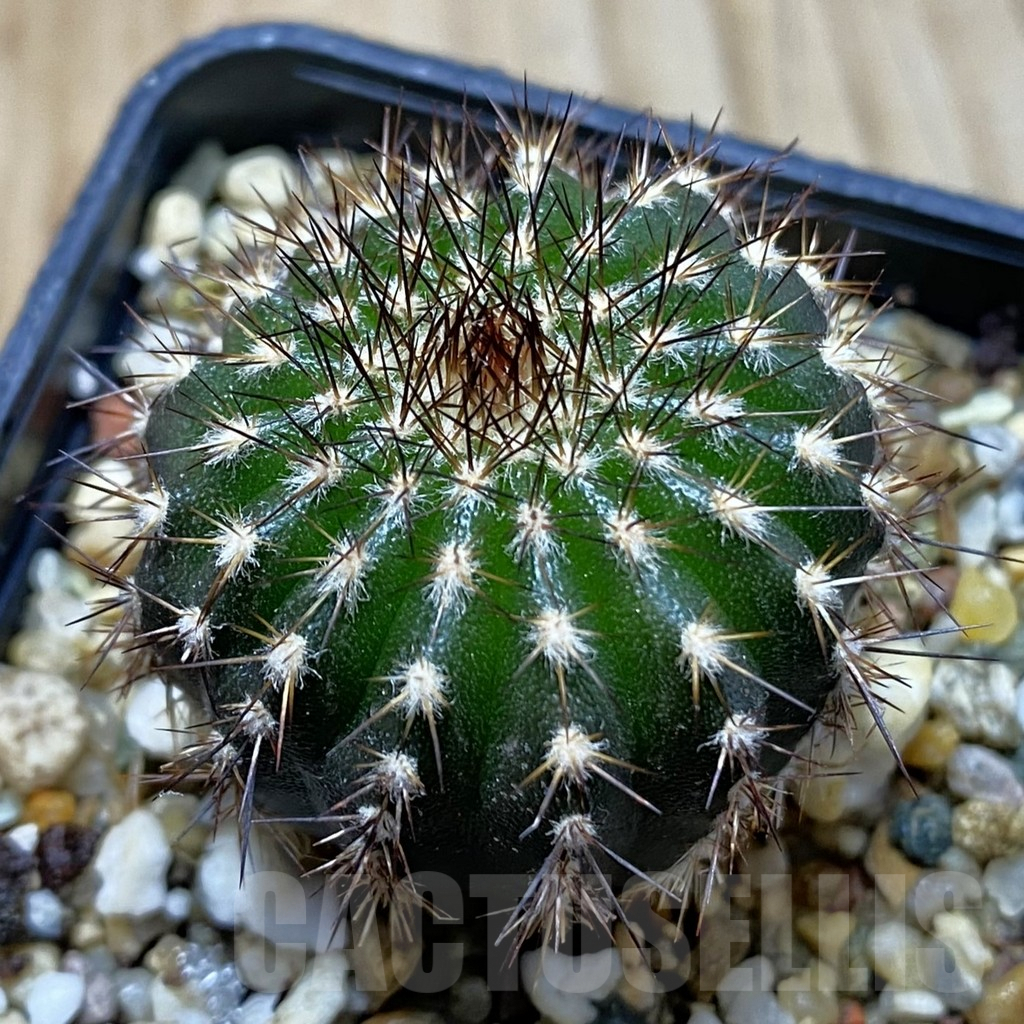 SH5205 Uebelmannia pectinifera own roots, seedling