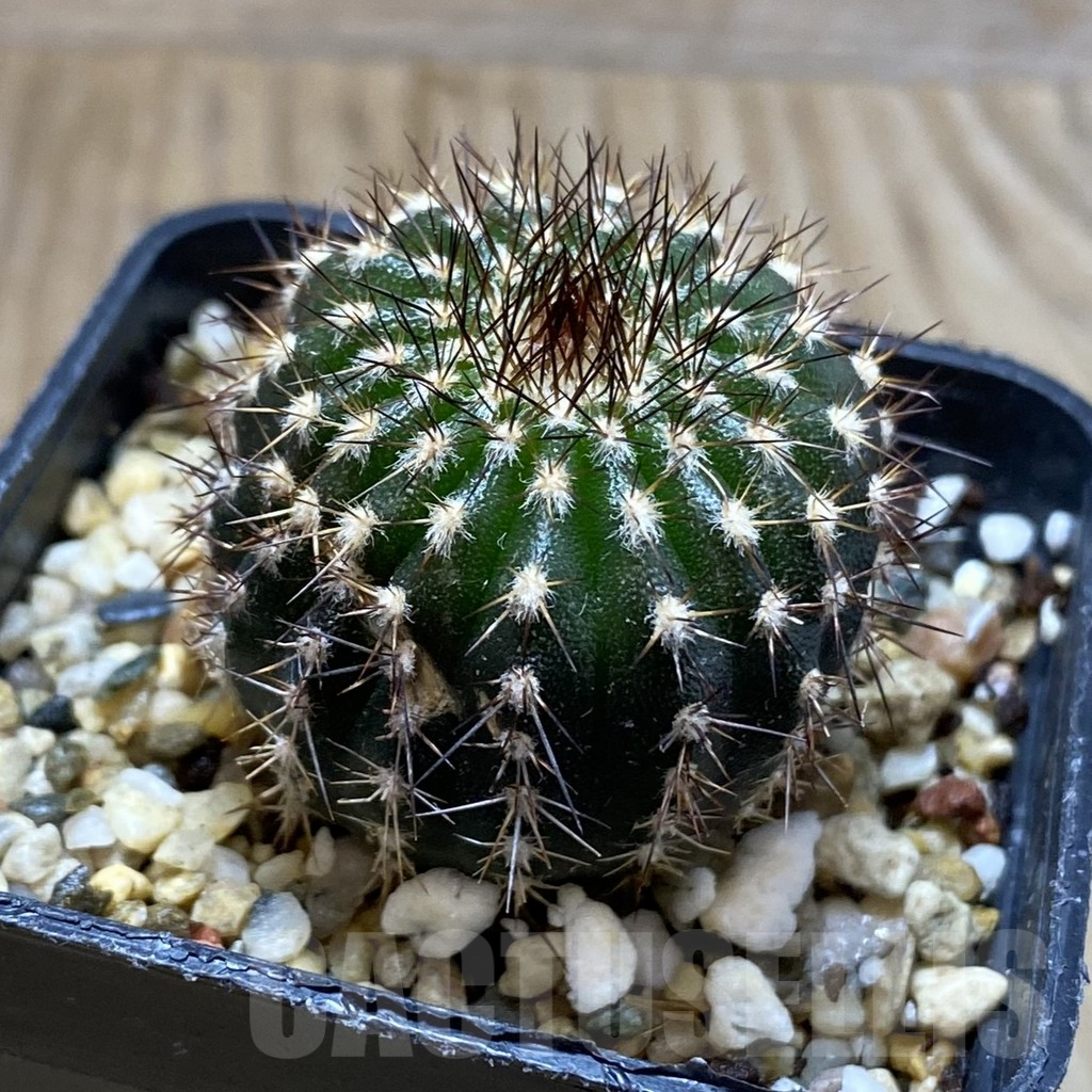 SH5205 Uebelmannia pectinifera own roots, seedling - immagine 2