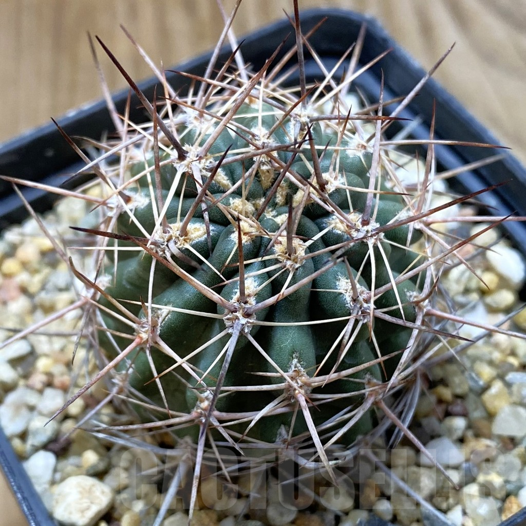 SH5584 Pyrrhocactus strausianus AW 354