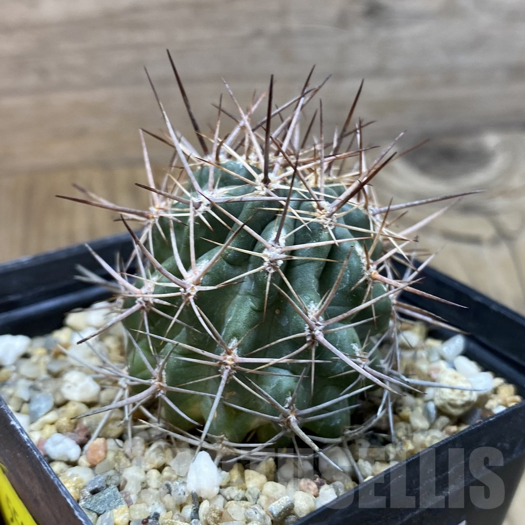 SH5584 Pyrrhocactus strausianus AW 354 - immagine 2