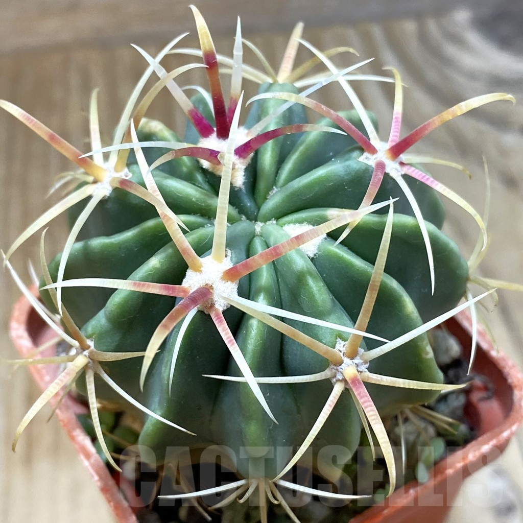 SH5586 Ferocactus latispinus