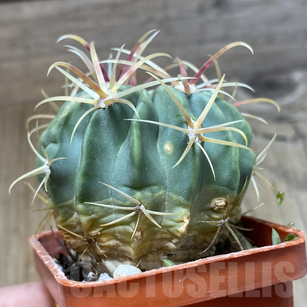 SH5586 Ferocactus latispinus - Image 2