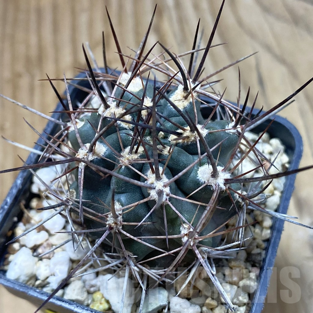 SH5587 Pyrrhocactus strausianus AW316 -Paso Aqua Negra-