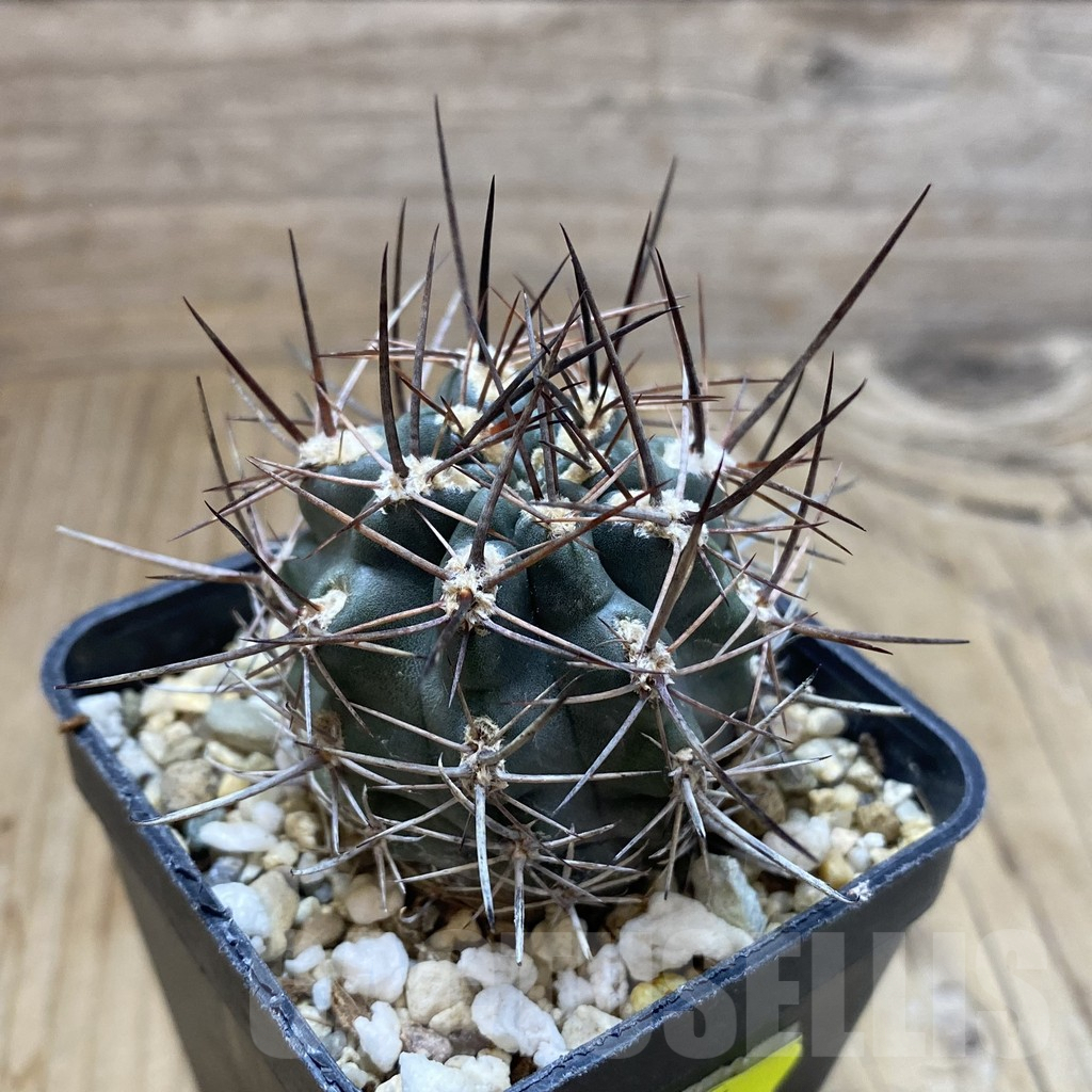 SH5587 Pyrrhocactus strausianus AW316 -Paso Aqua Negra- - Image 2