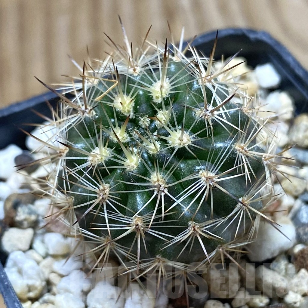 SH5588 Neoporteria coimasensis