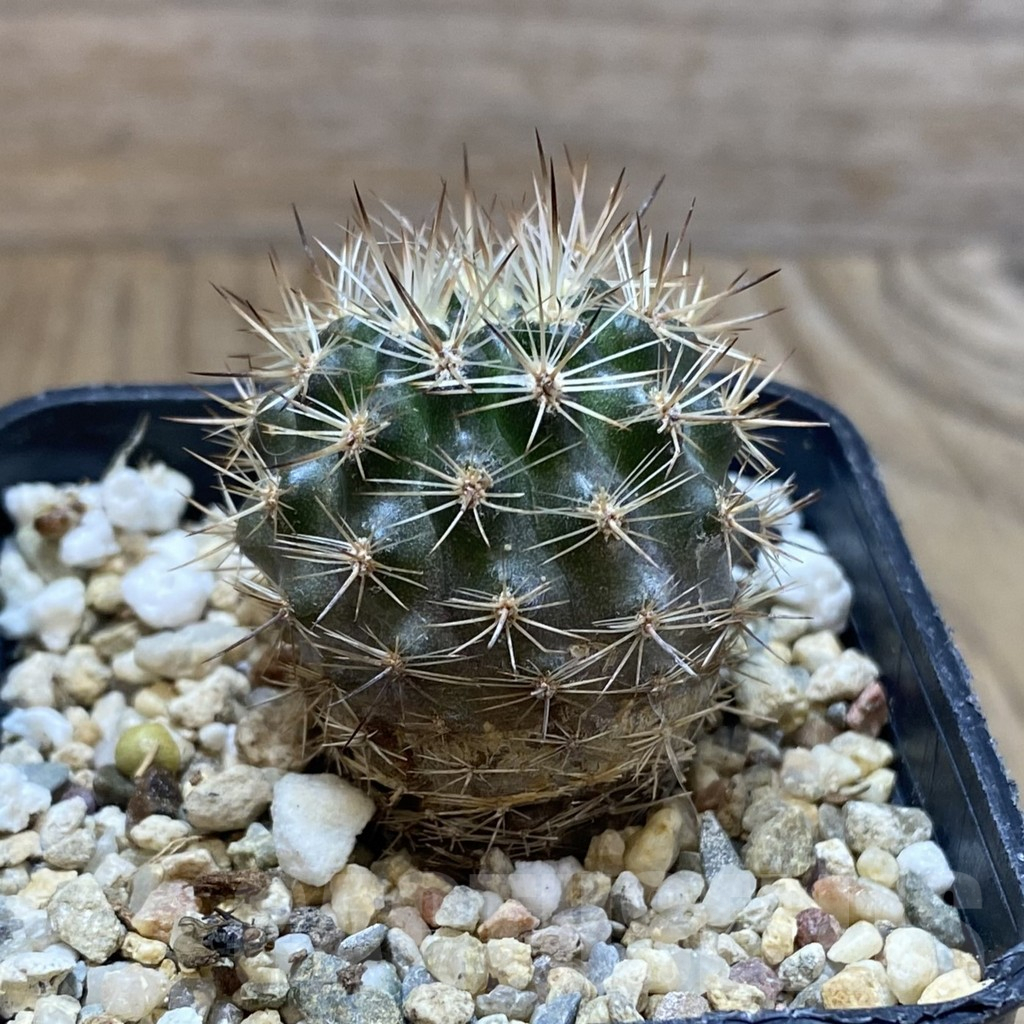 SH5588 Neoporteria coimasensis - immagine 2