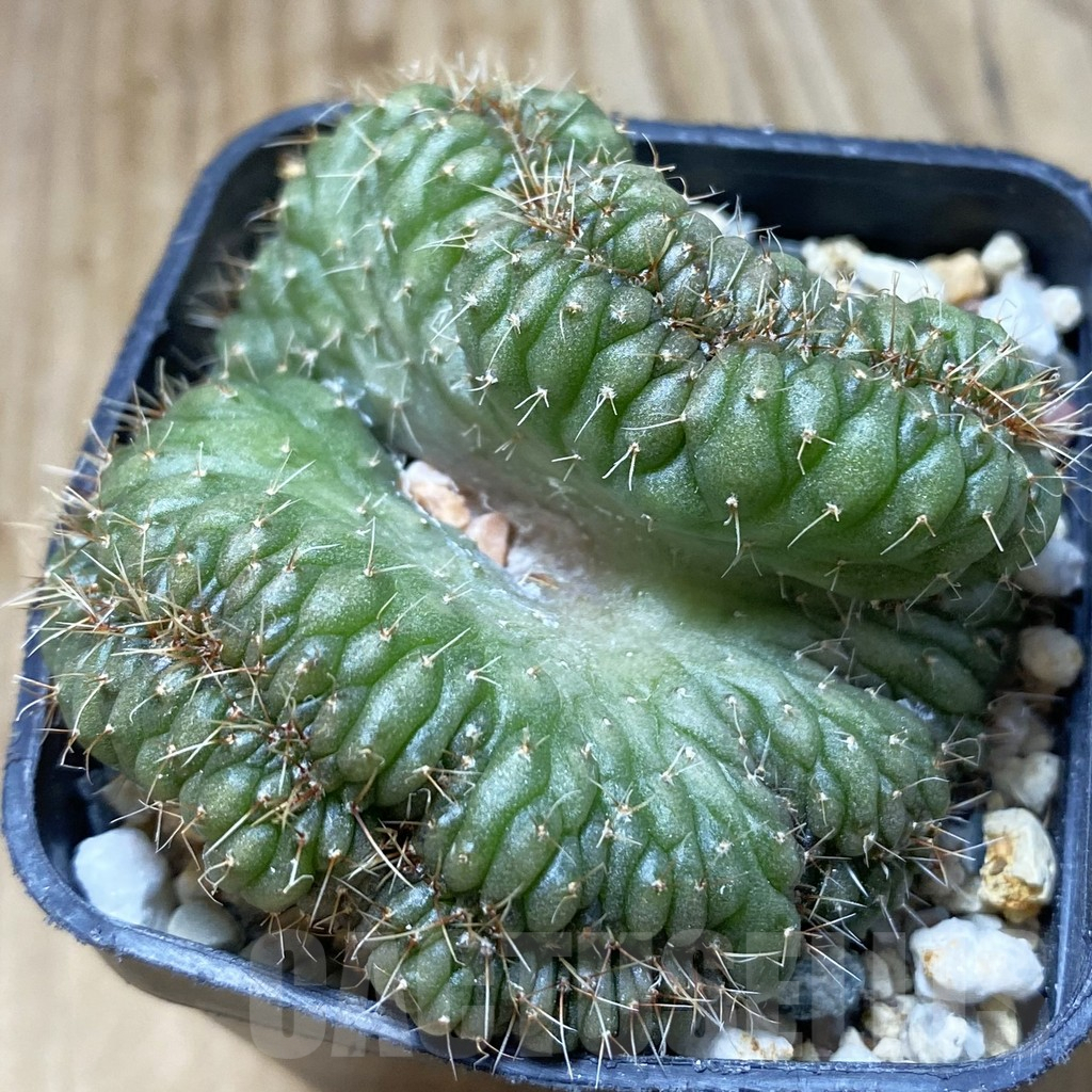 SH5589 Gymnocalycium sp. f cristata - Image 2