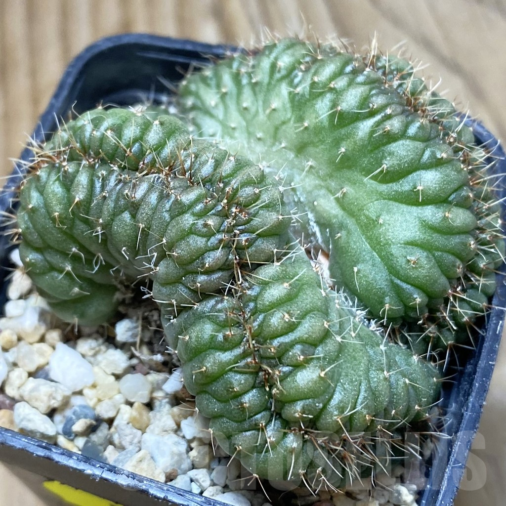 SH5589 Gymnocalycium sp. f cristata