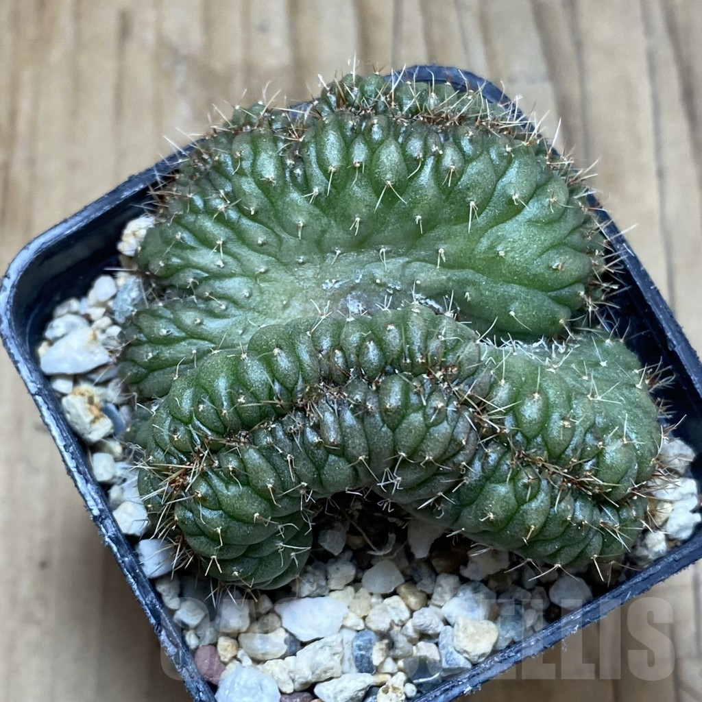 SH5589 Gymnocalycium sp. f cristata - Image 3