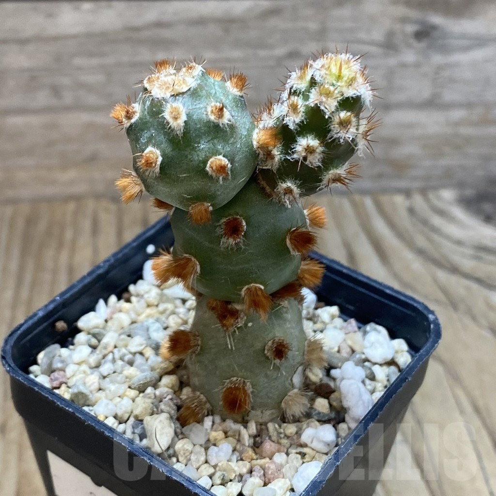 SH5592 Tephrocactus molinensis - immagine 2