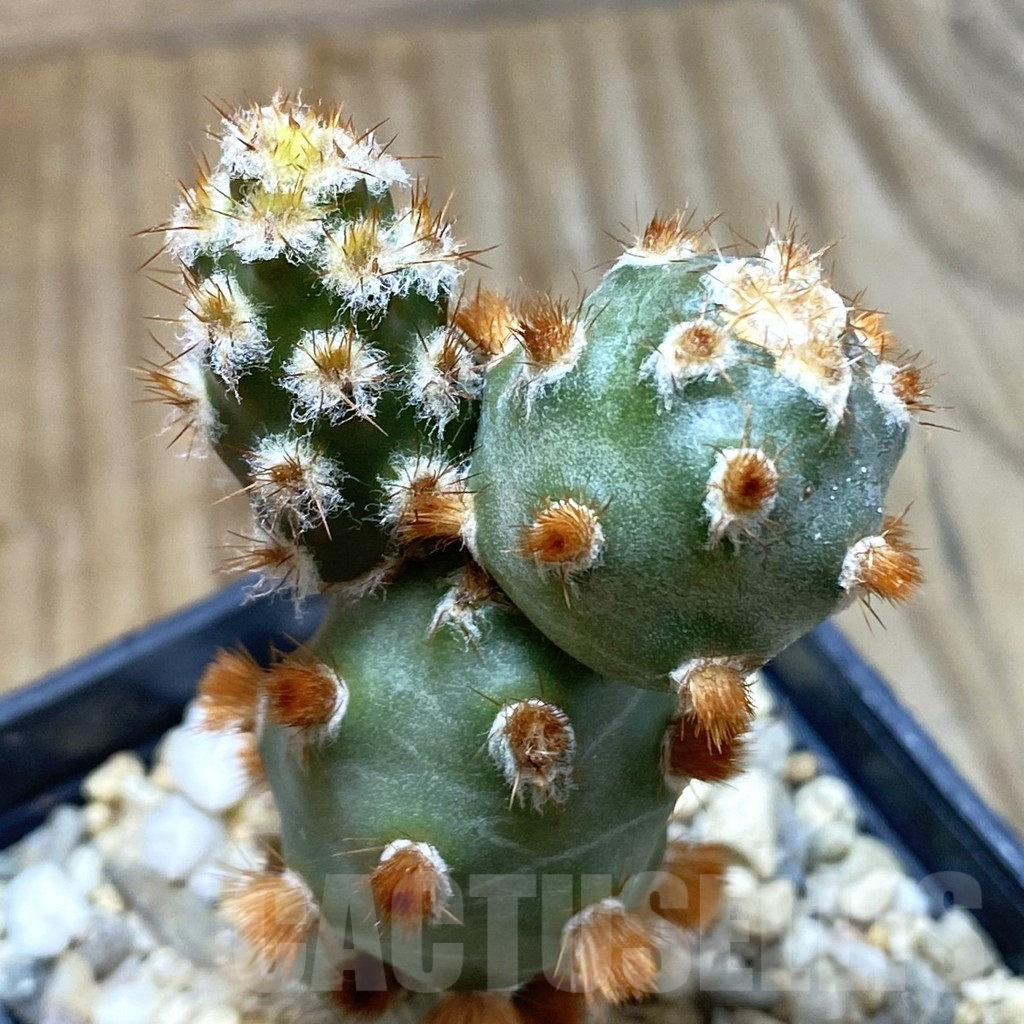SH5592 Tephrocactus molinensis