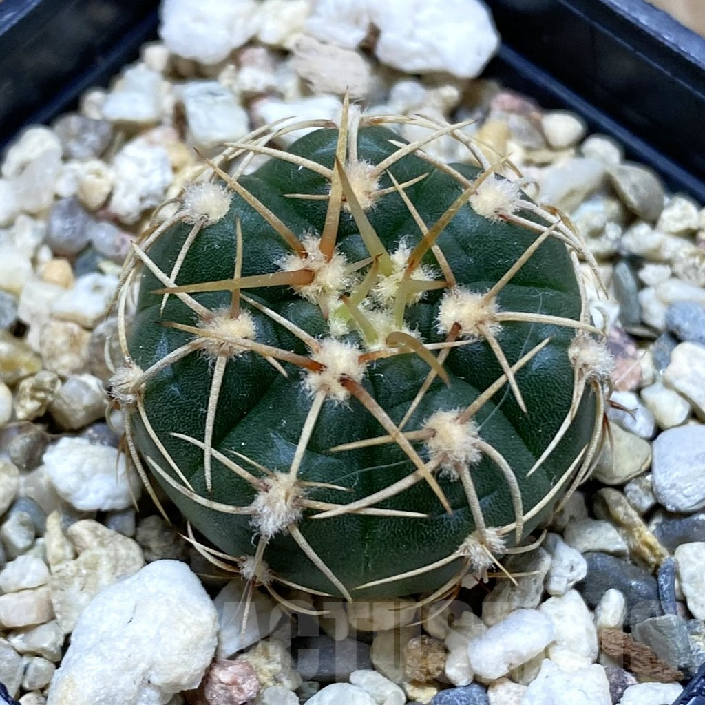 SH5604 Gymnocalycium uruguayense v. roseiflorum VG 454