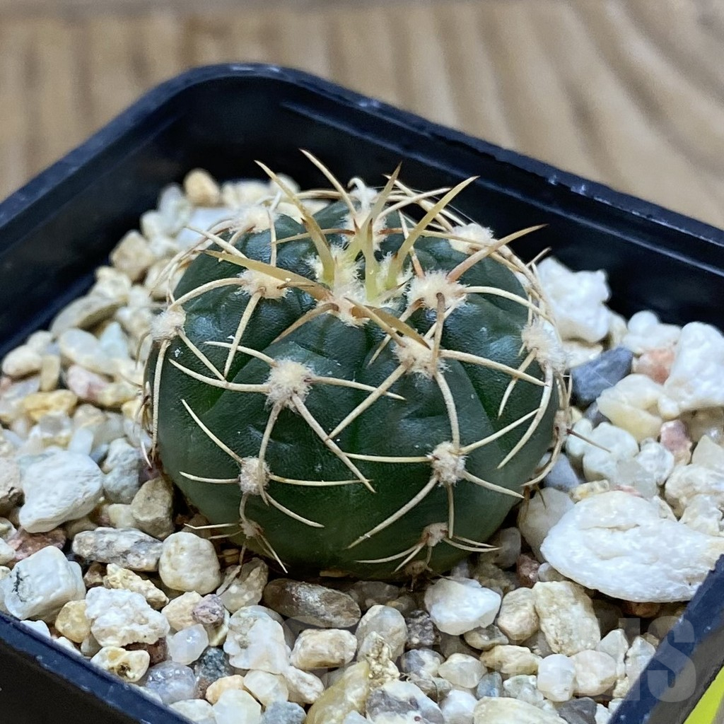 SH5604 Gymnocalycium uruguayense v. roseiflorum VG 454 - 画像 (2)