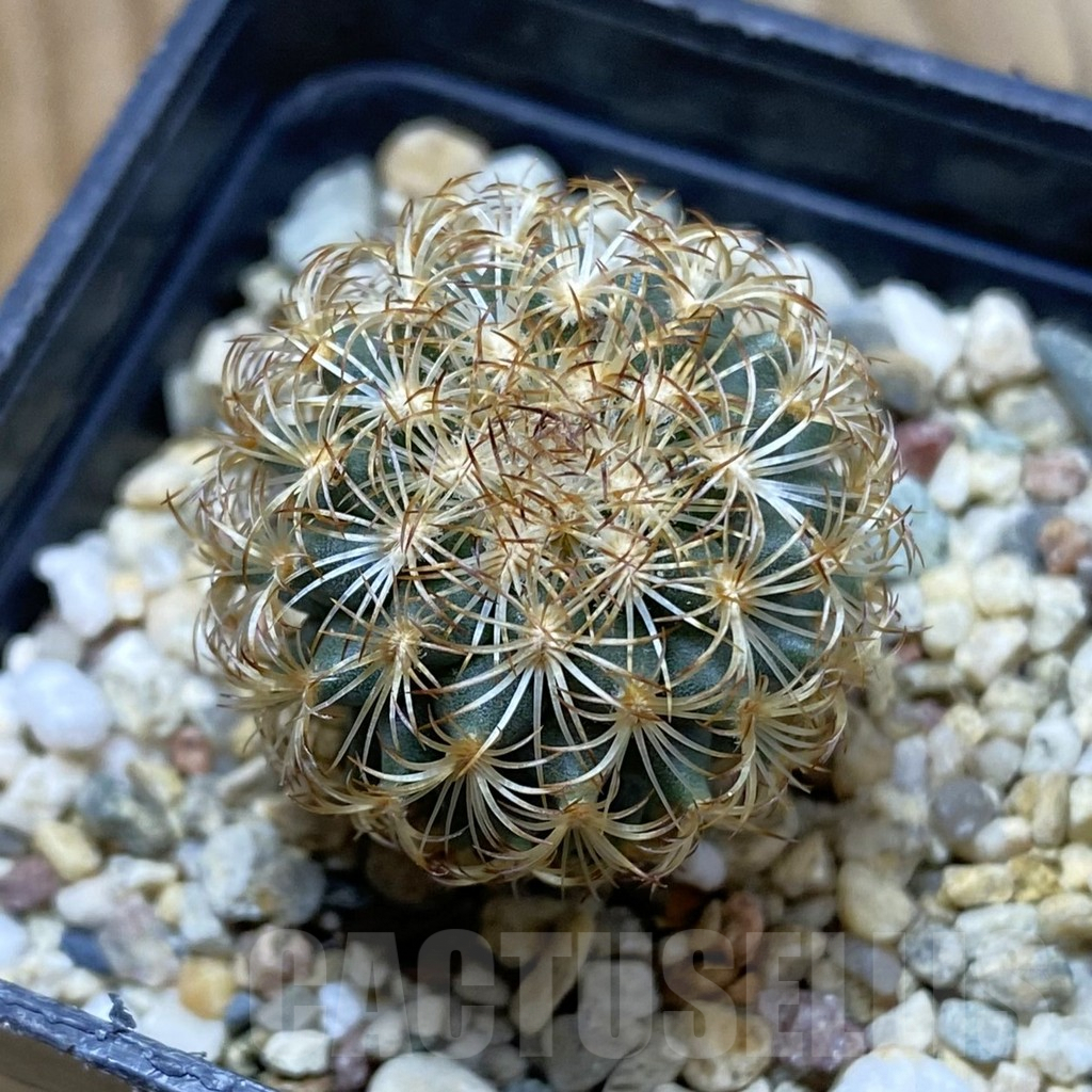 SH5605 Gymnocactus ysabelae MAK 567