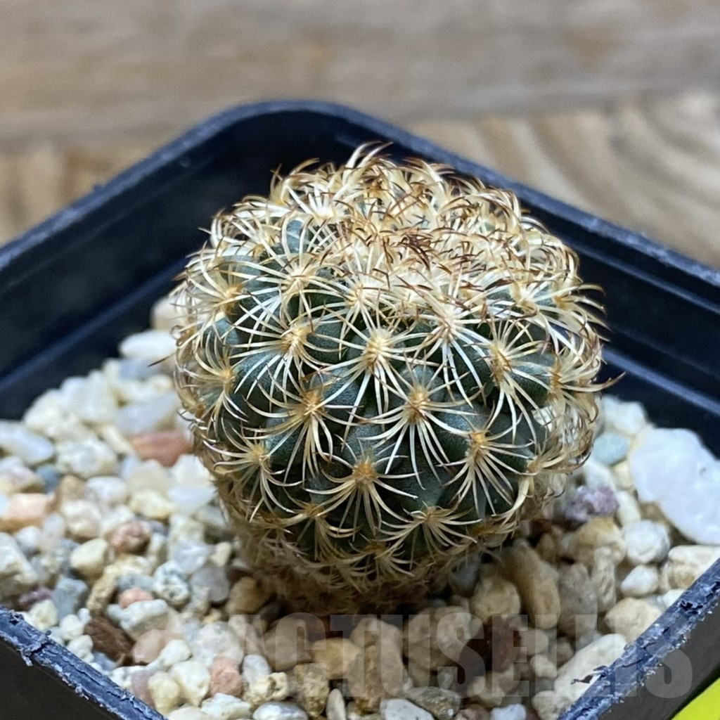 SH5605 Gymnocactus ysabelae MAK 567 - 画像 (2)