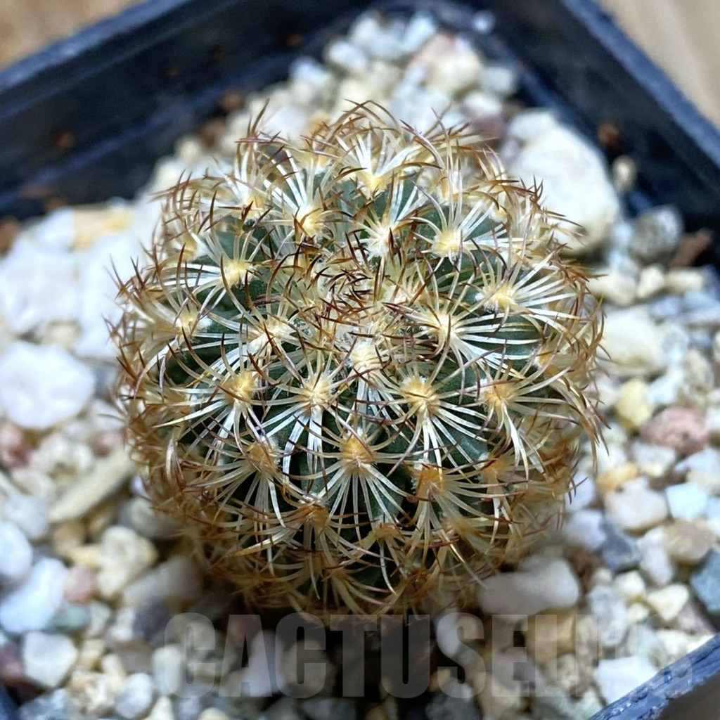 SH5606 Gymnocactus ysabelae MAK 567