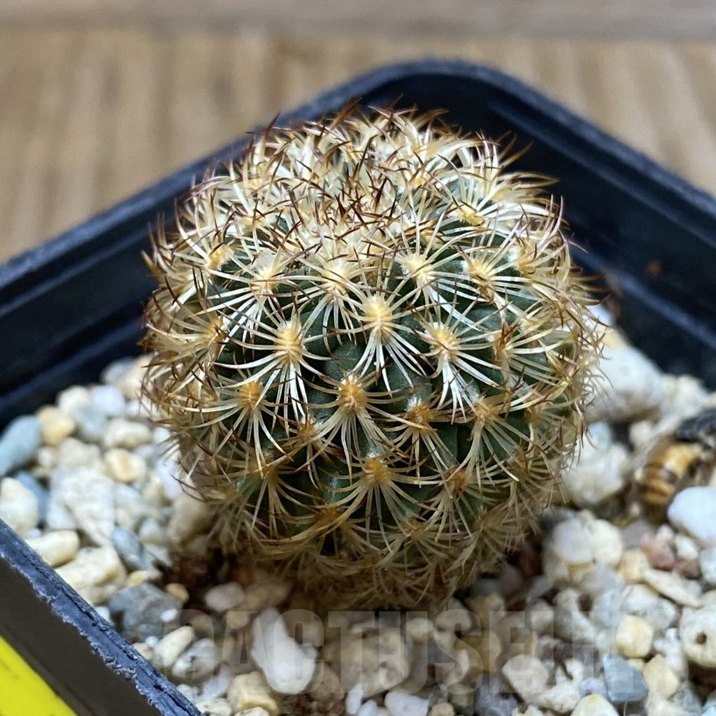 SH5606 Gymnocactus ysabelae MAK 567 - Image 2