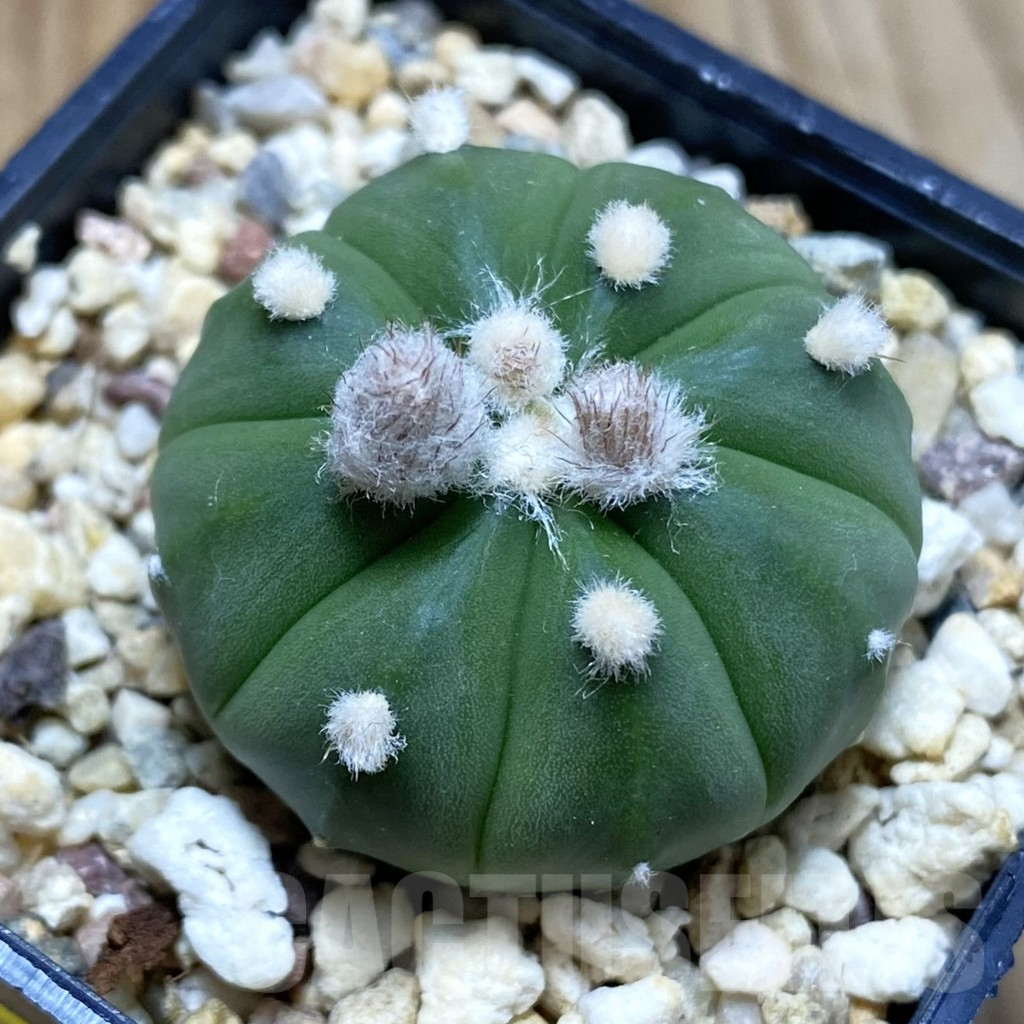 SH5608 Astrophytum asterias ‘Ooibo’ hybrid