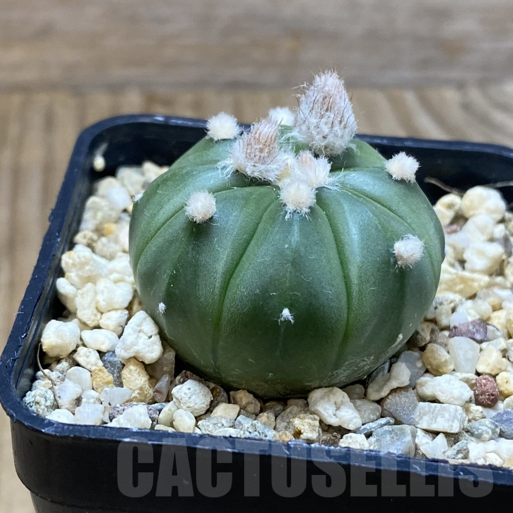SH5608 Astrophytum asterias ‘Ooibo’ hybrid - Obrázek 2