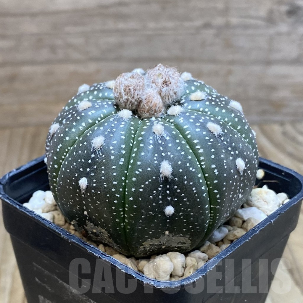 SH5611 Astrophytum asterias ‘Purple Skin’ - Obrázek 2