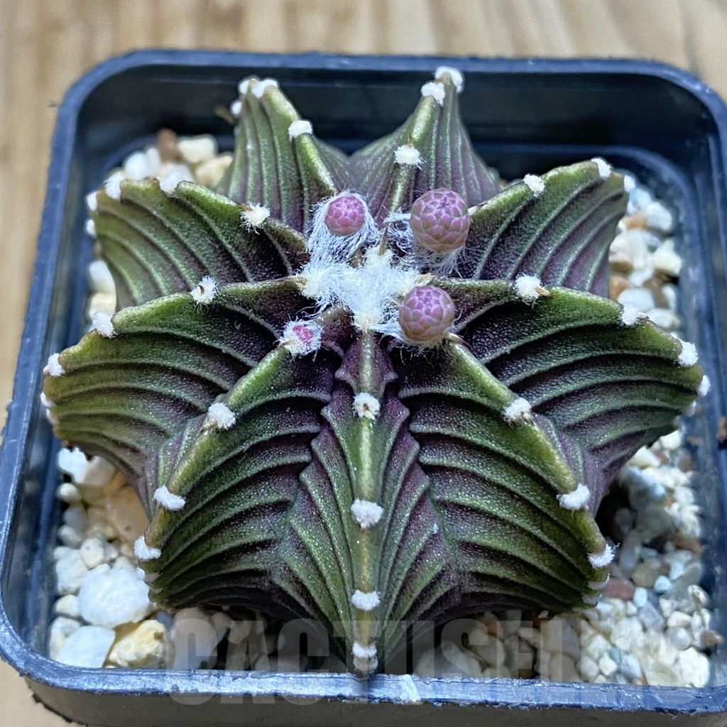 SH5612 Gymnocalycium friedrichii VOS 1241