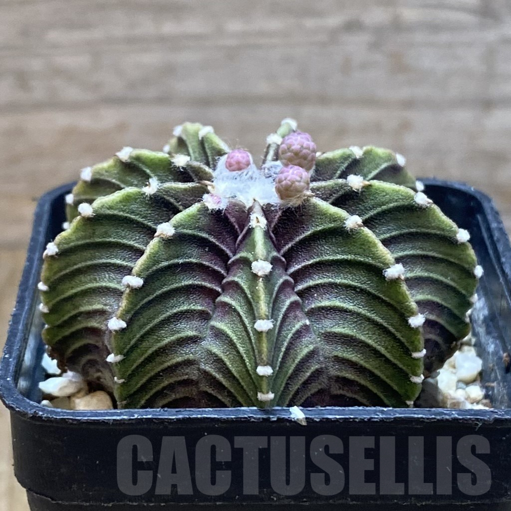 SH5612 Gymnocalycium friedrichii VOS 1241 - Image 2