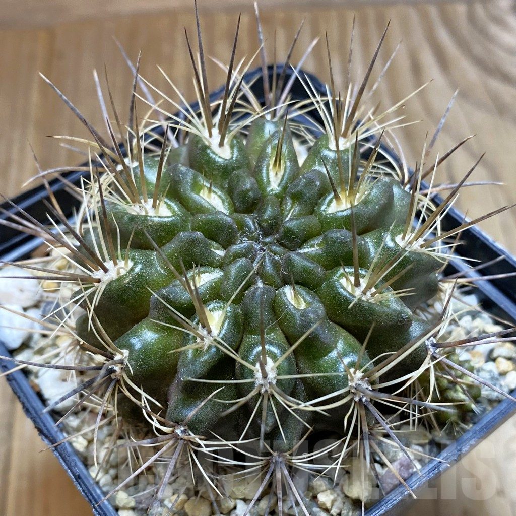 SH5559 Pyrrhocactus transitensis WK781