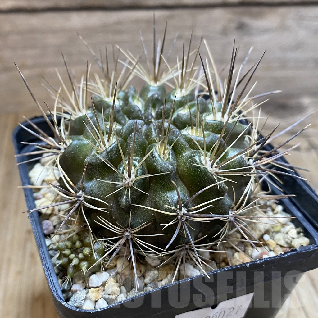 SH5559 Pyrrhocactus transitensis WK781 - immagine 2
