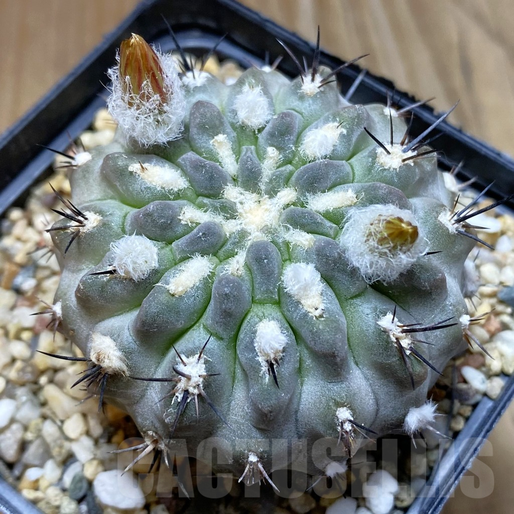 SH5560 Pyrrhocactus deherdtiana AW281