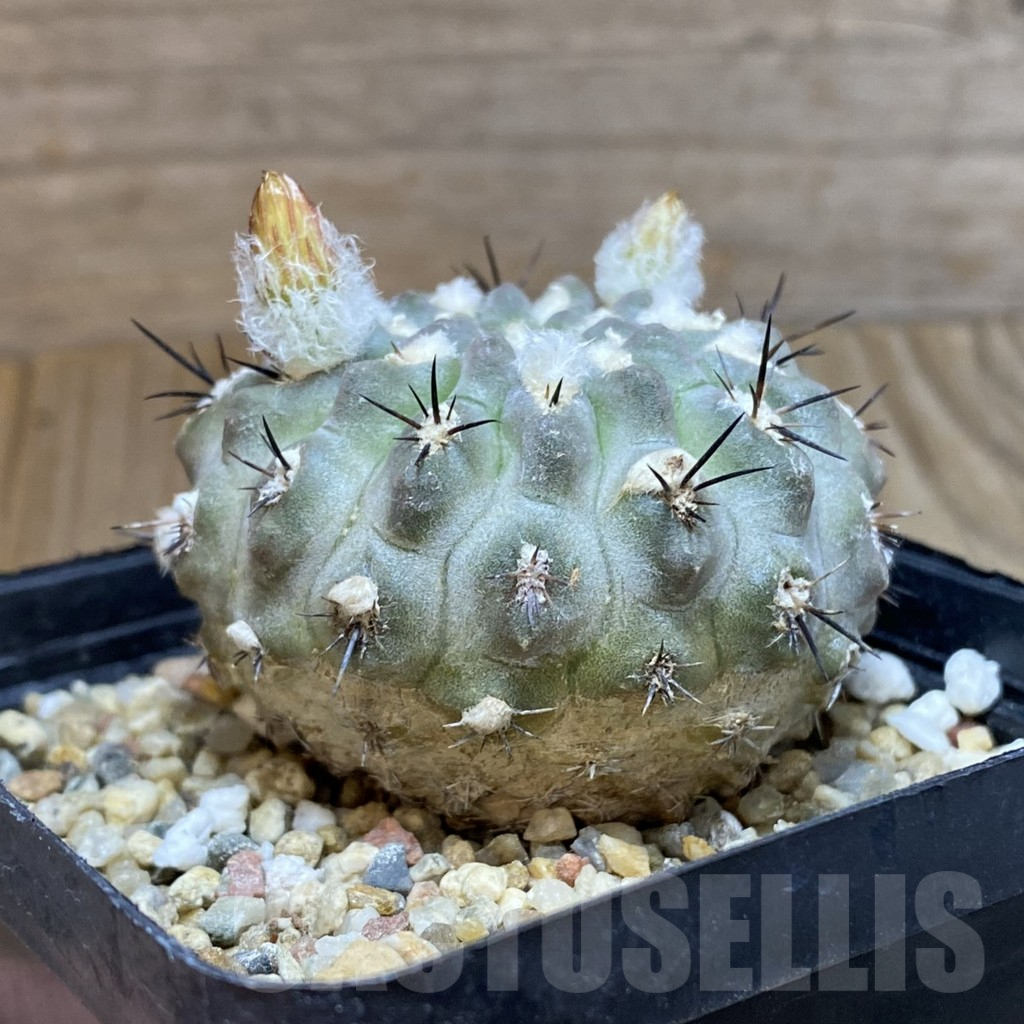 SH5560 Pyrrhocactus deherdtiana AW281 - immagine 2