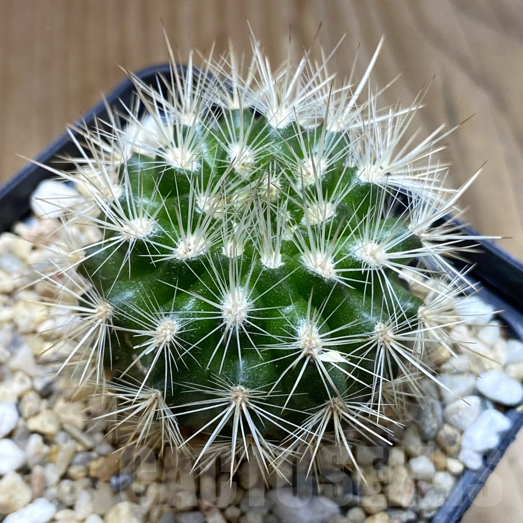 SH5563 Neoporteria AW319 -Caleta Punto Choros-