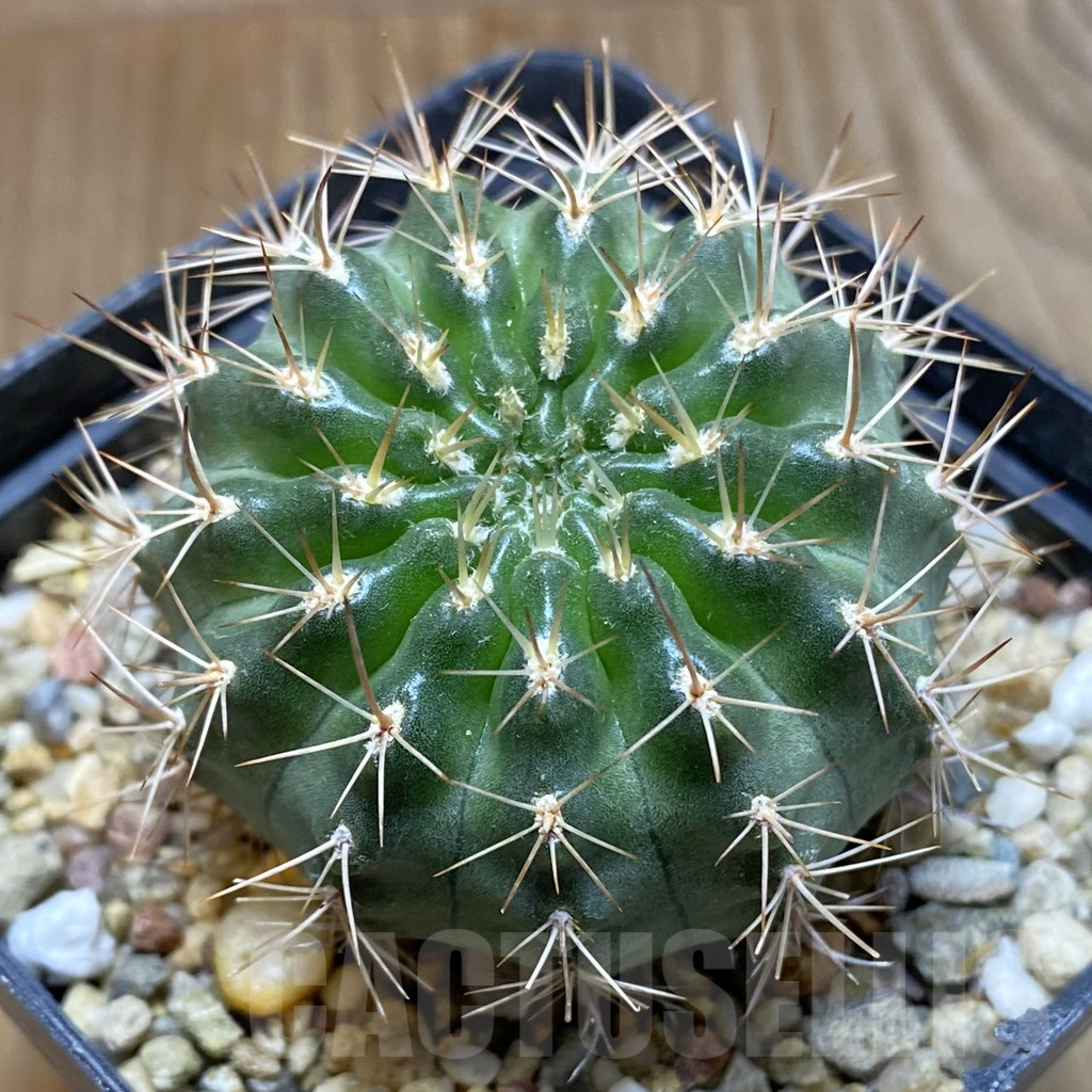 SH5566 Pyrrhocactus marksianus SAR10742