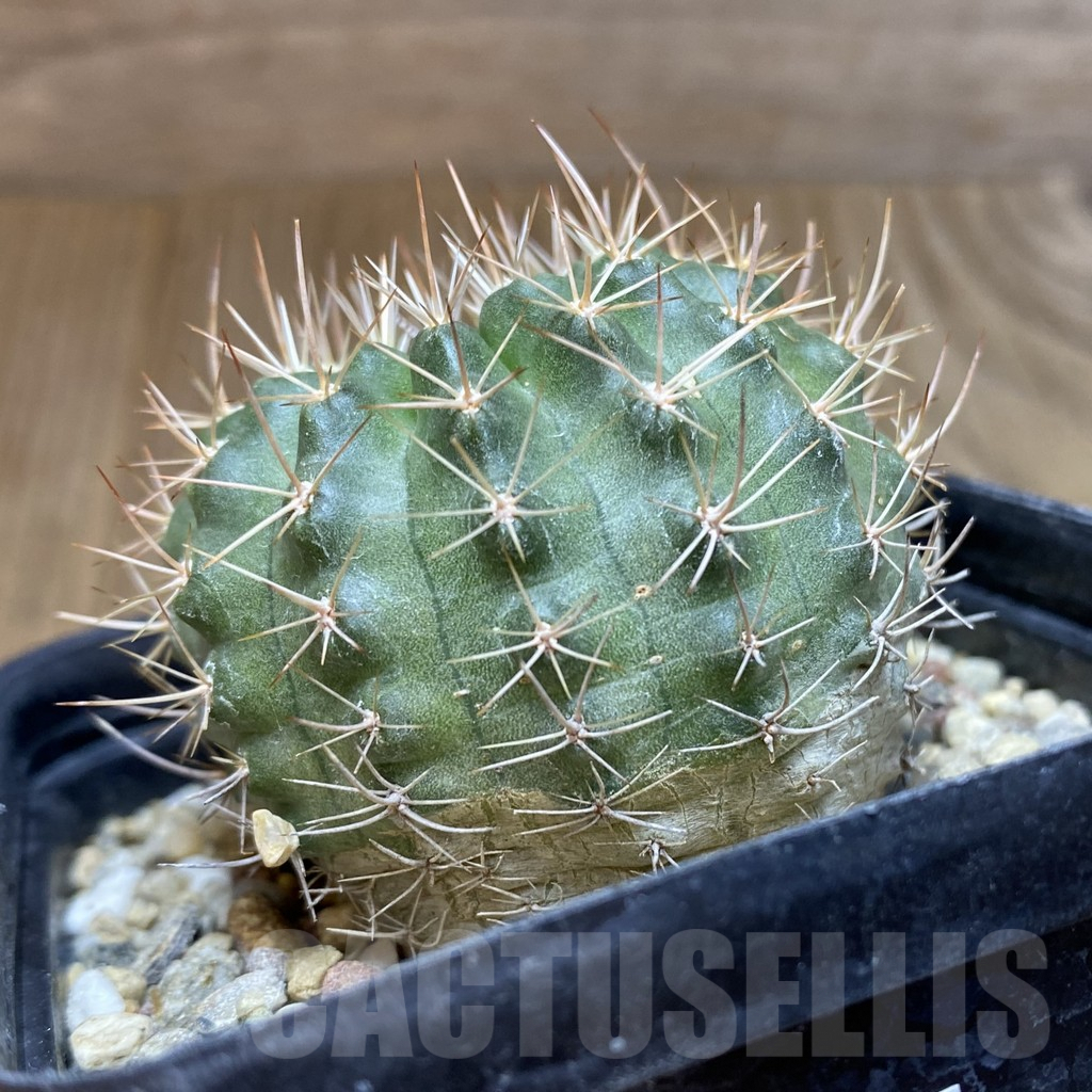 SH5566 Pyrrhocactus marksianus SAR10742 - immagine 2