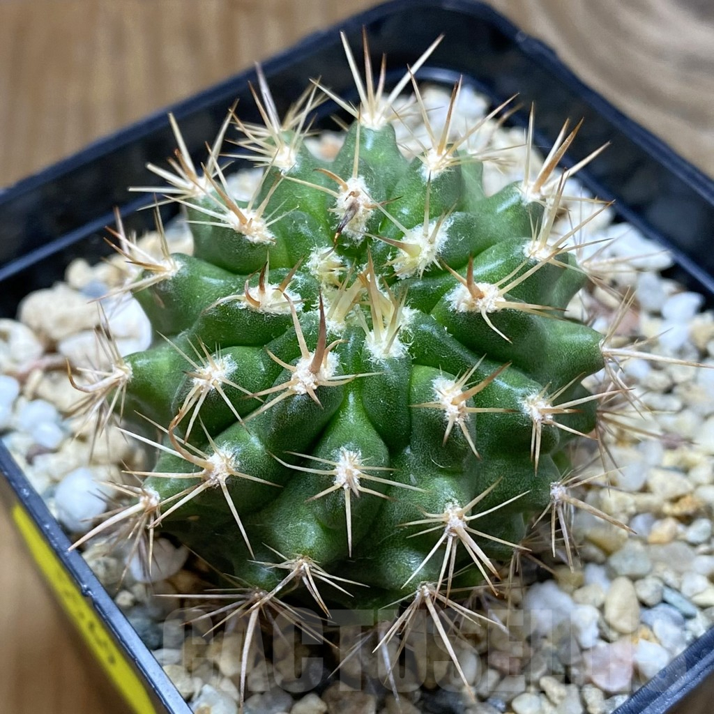 SH5569 Pyrrhocactus marksianus -Villa Prat-