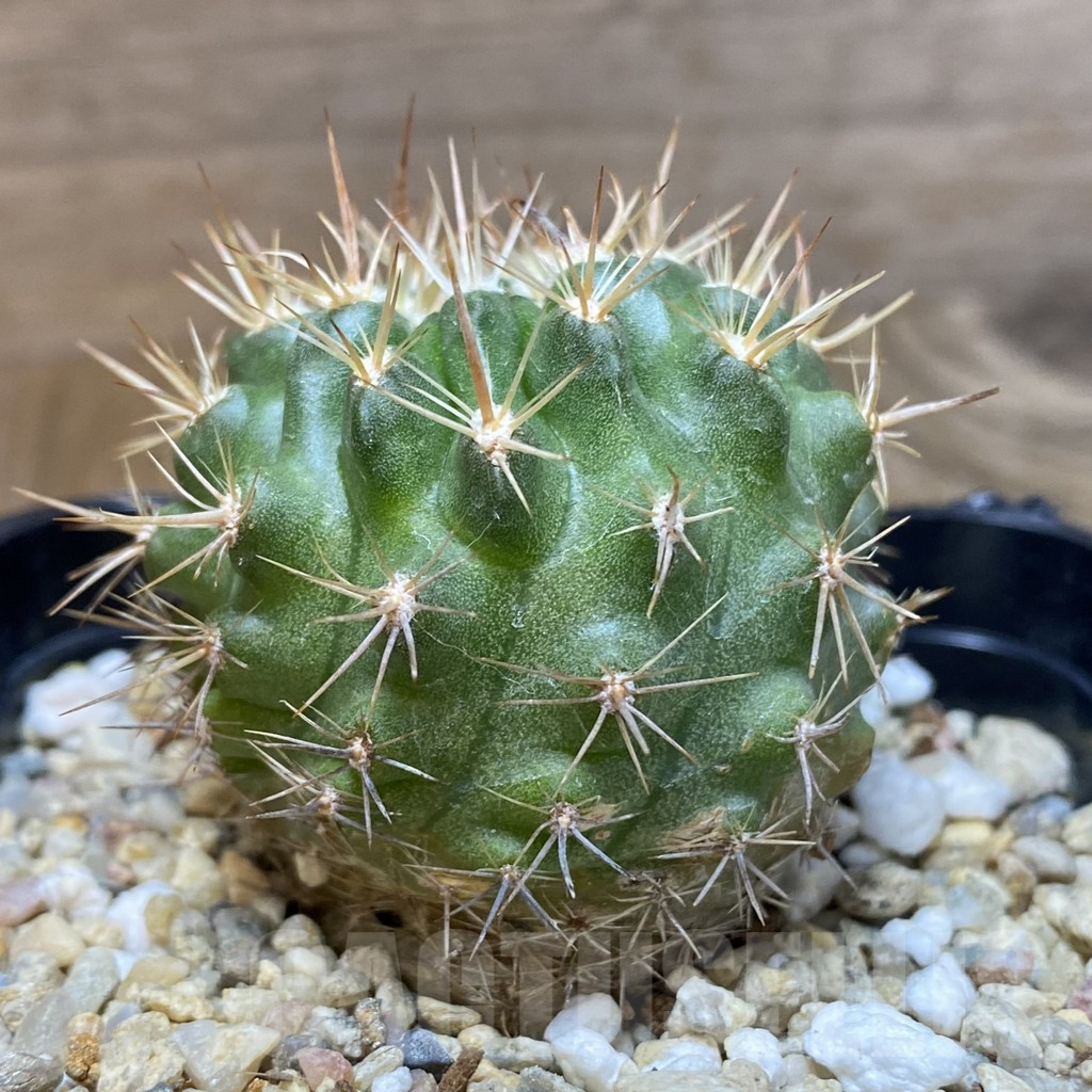 SH5569 Pyrrhocactus marksianus -Villa Prat- – Image 2