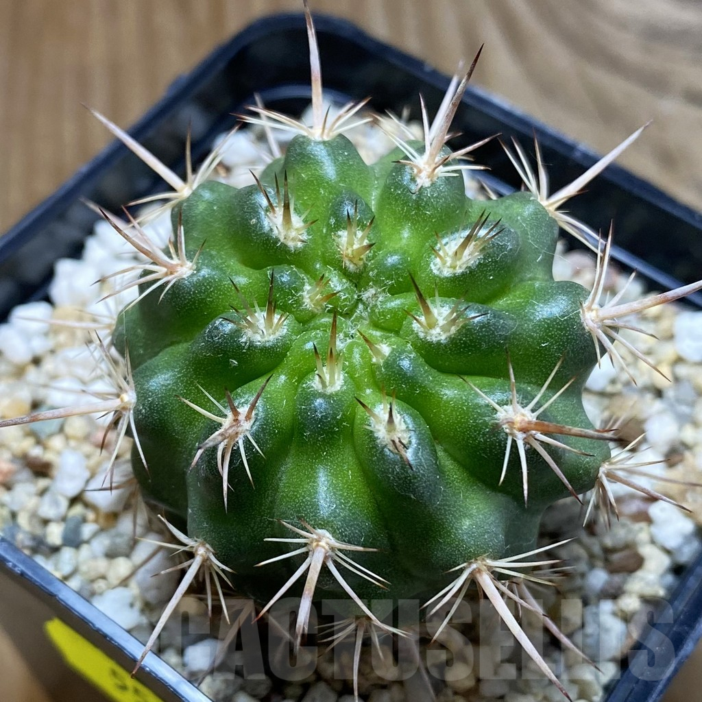 SH5570 Pyrrhocactus marksianus -Villa Prat-