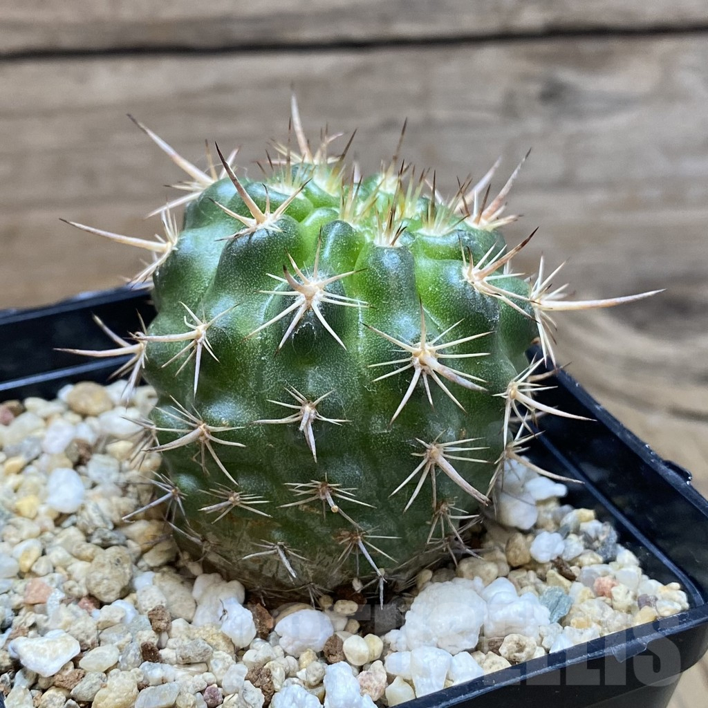 SH5570 Pyrrhocactus marksianus -Villa Prat- - immagine 2