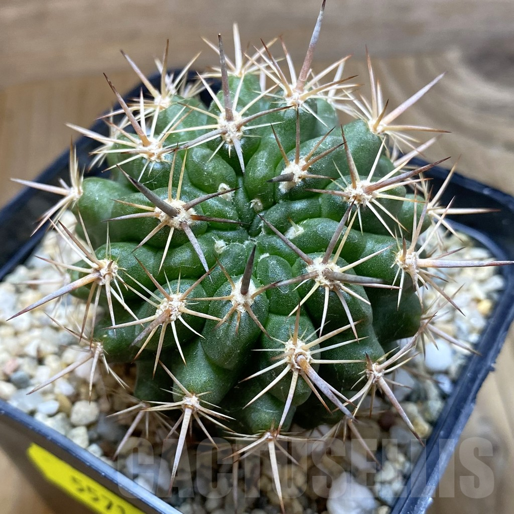 SH5571 Pyrrhocactus marksianus -Villa Prat-