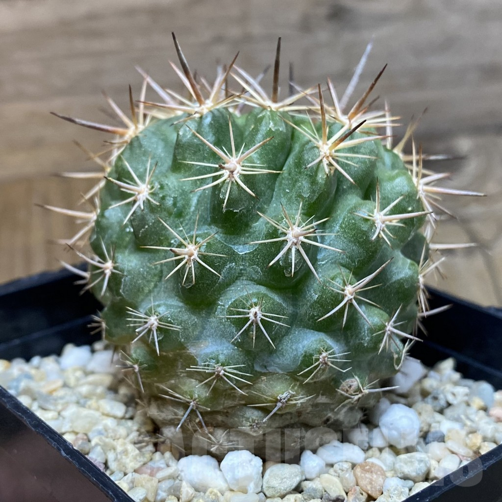 SH5571 Pyrrhocactus marksianus -Villa Prat- - Image 2