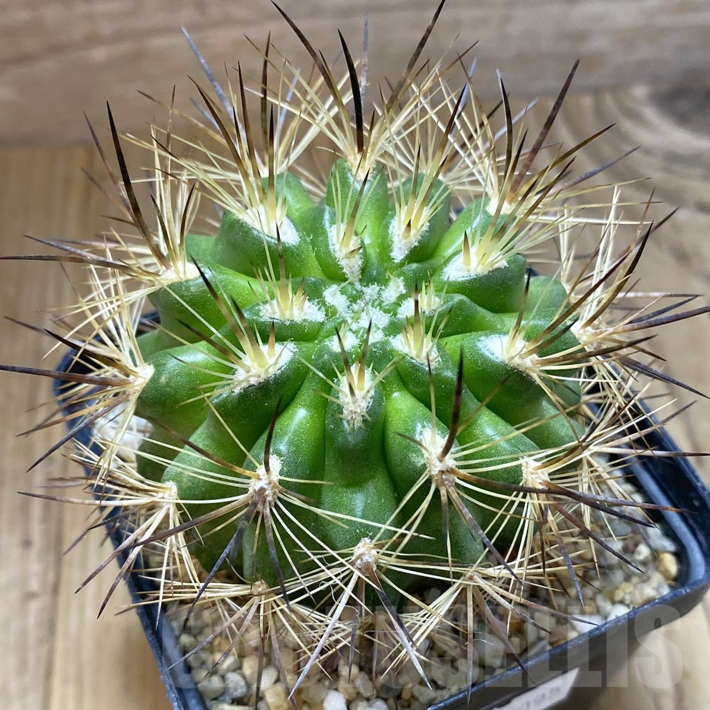 SH5580 Neoporteria multicolor