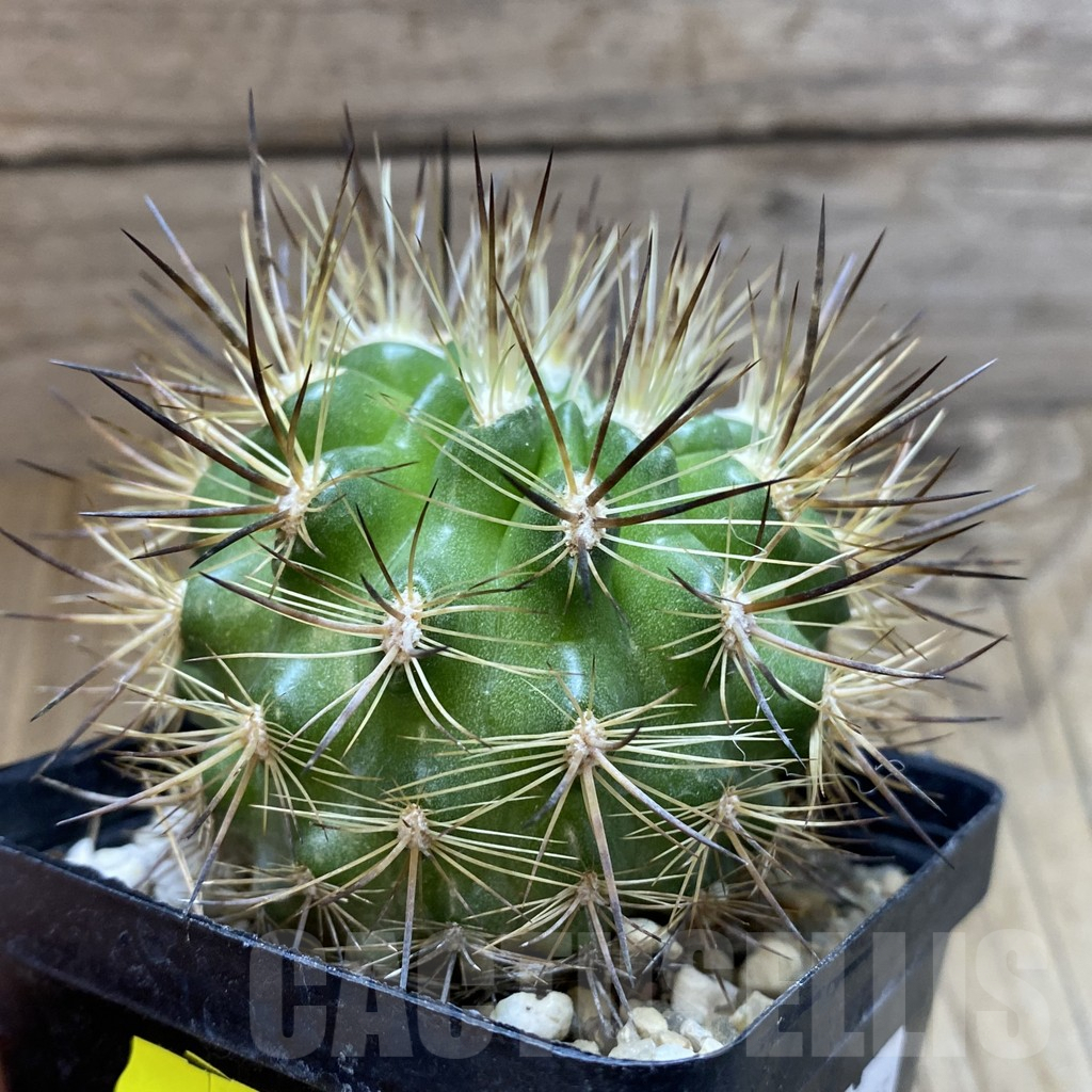 SH5580 Neoporteria multicolor - Image 2