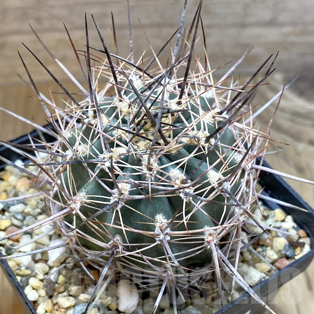 SH5581 Pyrrhocactus strausianus AW 354