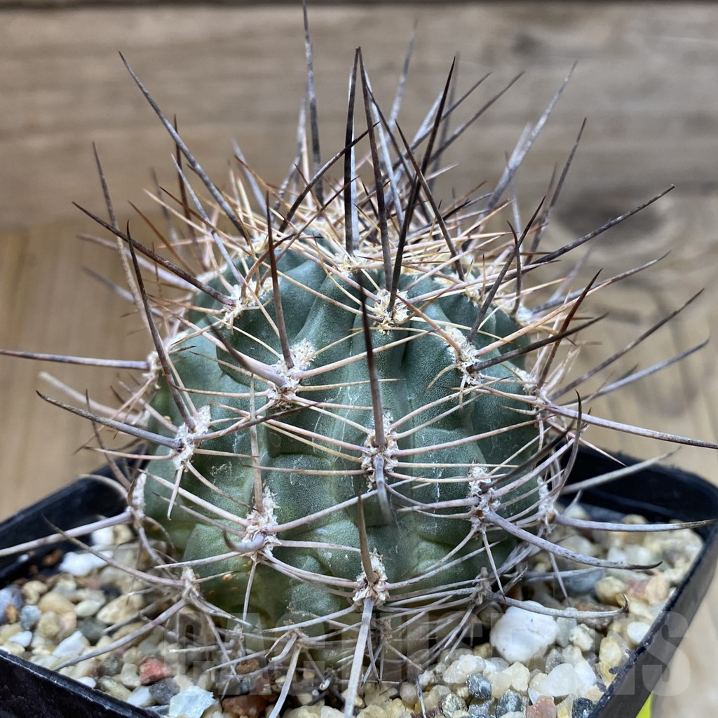 SH5581 Pyrrhocactus strausianus AW 354 - 画像 (2)