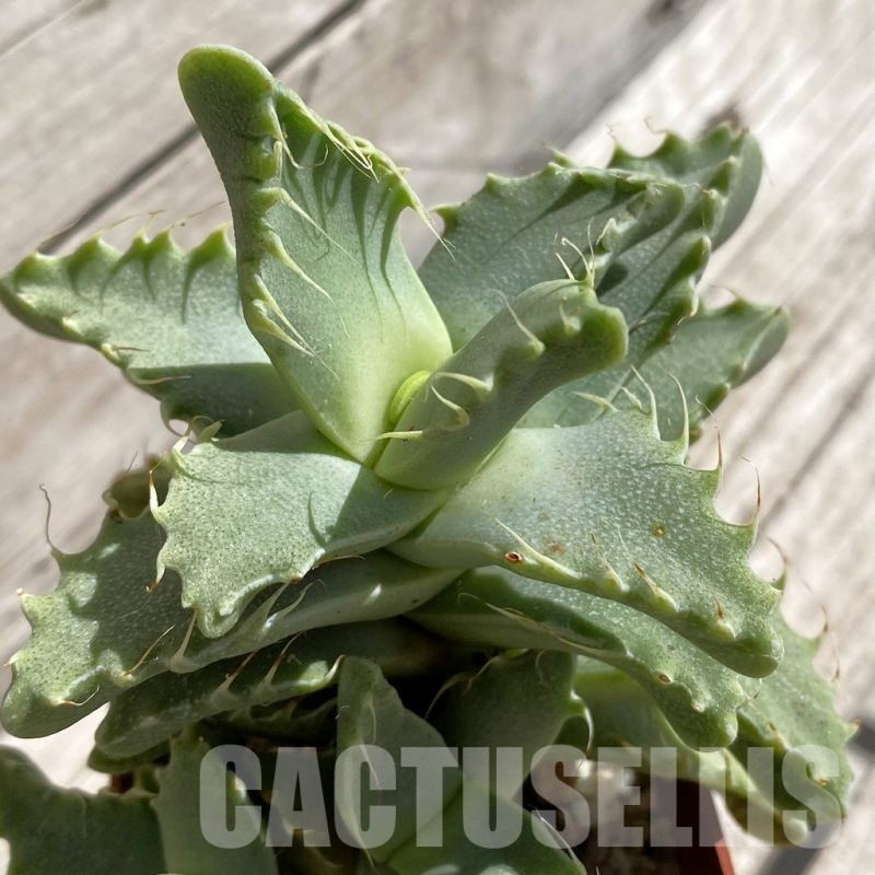 SH5672 Faucaria britteniae EVI 11103