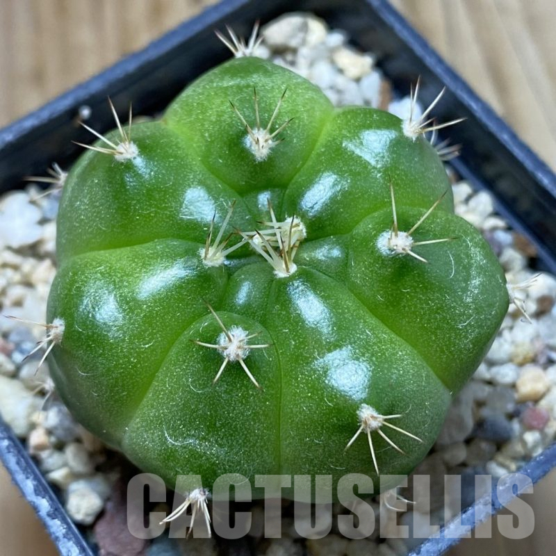 SH5713 Gymnocalycium mihanovichii ‘Green Marble’