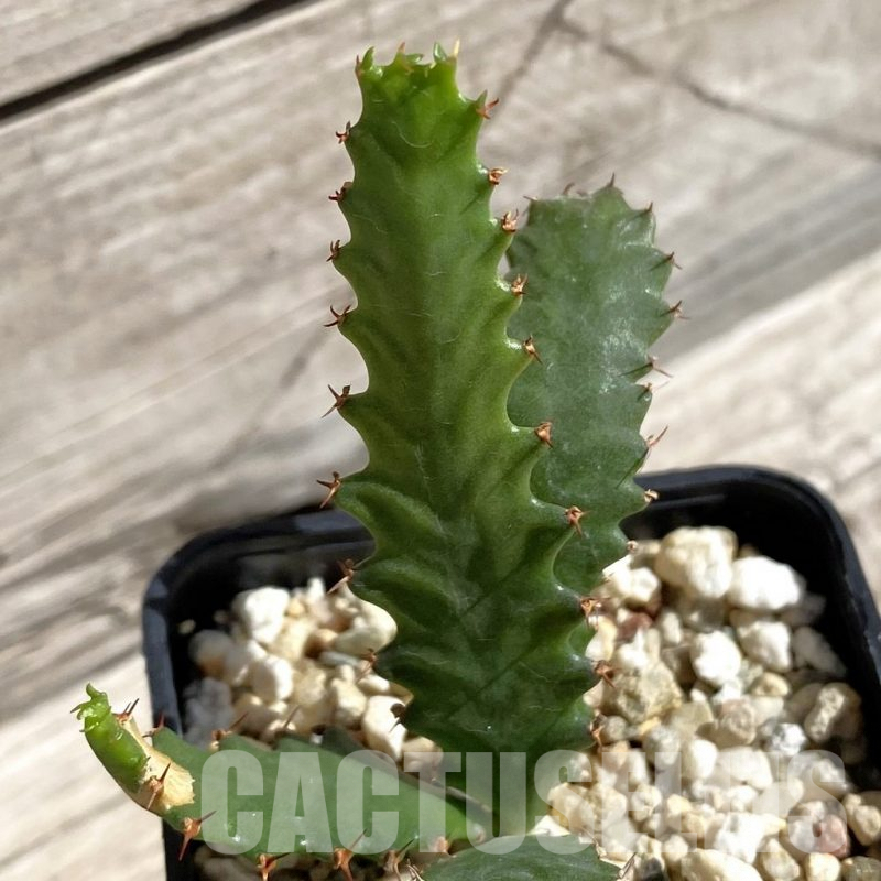 SH5674 Euphorbia stellata