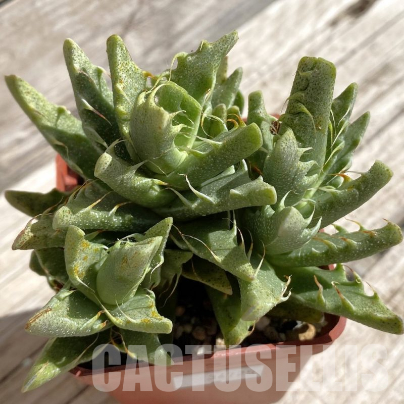 SH5670 Faucaria felina SH 2388